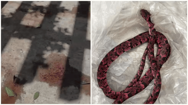 Homem vomita cobra em praça pública e surpreende moradores no Ceará