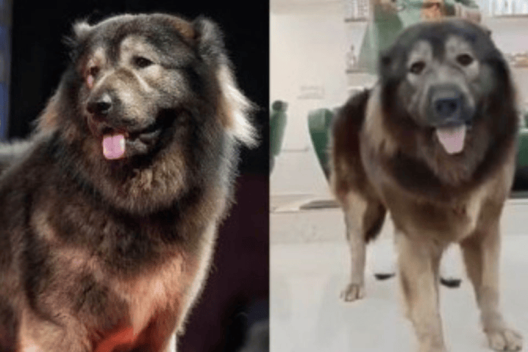 Cão híbrido entre lobo e pastor caucasiano é vendido por R$ 32,6 milhões