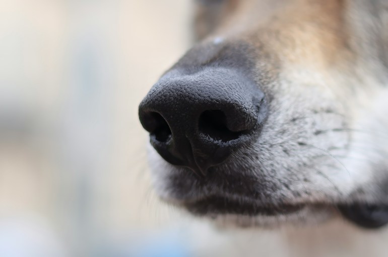 Por que os cachorros cheiram as partes íntimas das pessoas?