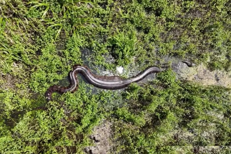 Bonito: drone flagra três sucuris gigantes em rio de águas cristalinas